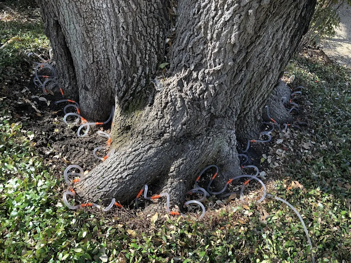 Detailed Tree Cabling and Bracing job site in Leamington